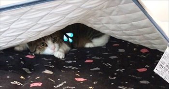 猫のすずめちゃん