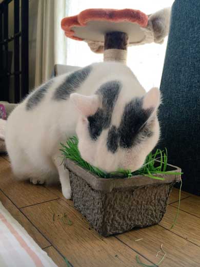 猫 草 食べる むしゃむしゃ 荒ぶる