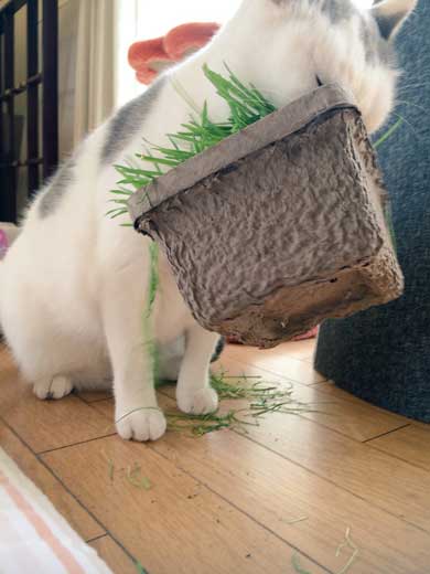 猫 草 食べる むしゃむしゃ 荒ぶる