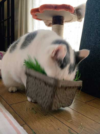 猫 草 食べる むしゃむしゃ 荒ぶる