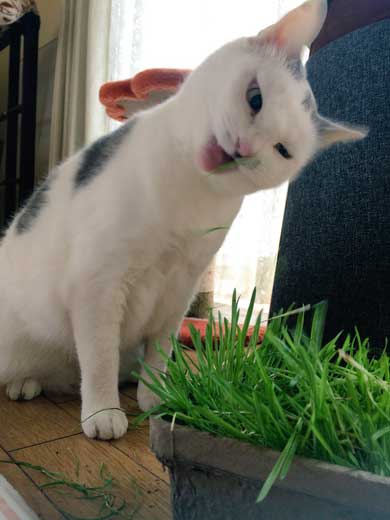 猫 草 食べる むしゃむしゃ 荒ぶる
