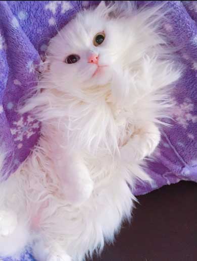 猫 草 食べる むしゃむしゃ 荒ぶる