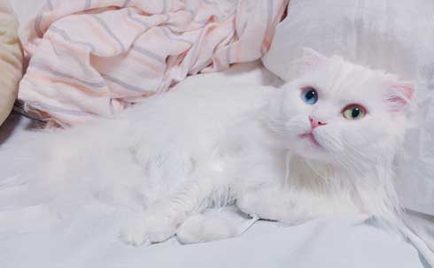 猫 草 食べる むしゃむしゃ 荒ぶる