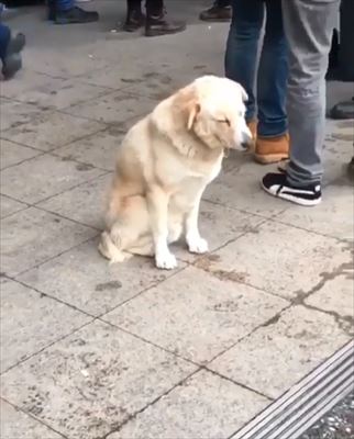 犬