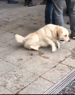 犬