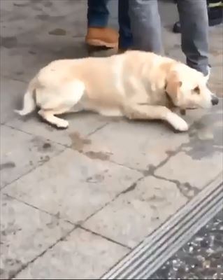 犬
