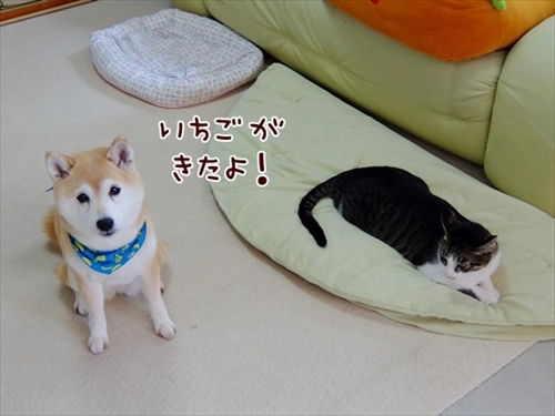 柴犬ひかりといちごと猫ミルキー