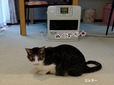 柴犬ひかりといちごと猫ミルキー