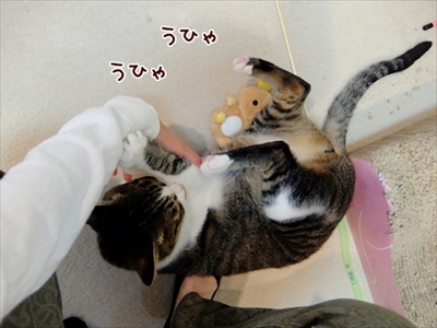 柴犬ひかりといちごと猫ミルキー