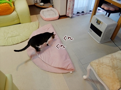 柴犬ひかりといちごと猫ミルキー