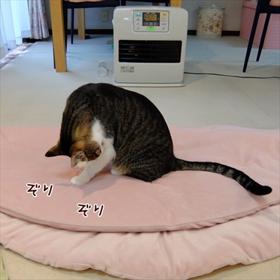 柴犬ひかりといちごと猫ミルキー