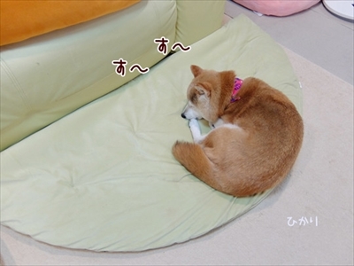 柴犬ひかりといちごと猫ミルキー