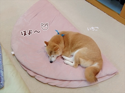 柴犬ひかりといちごと猫ミルキー
