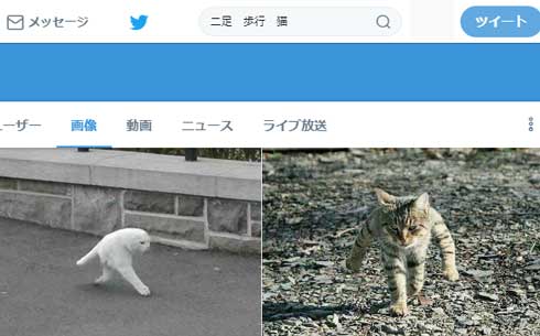 二足歩行 猫 粘土細工 再現