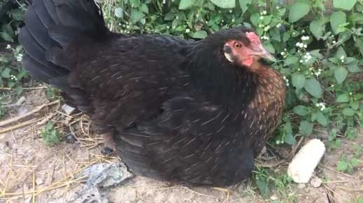 ニワトリ 鶏 ひよこ 格納