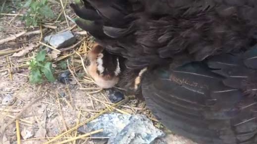 ニワトリ 鶏 ひよこ 格納
