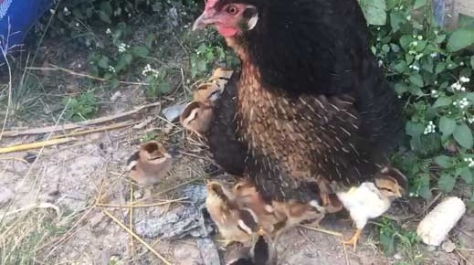 ニワトリ 鶏 ひよこ 格納