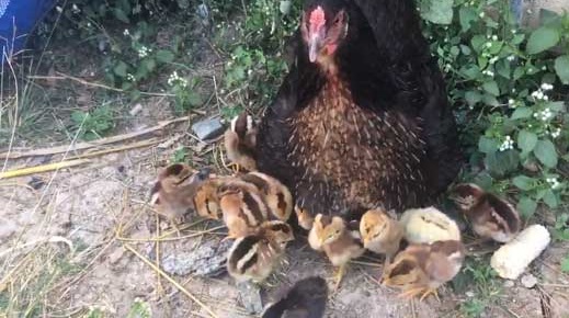 ニワトリ 鶏 ひよこ 格納