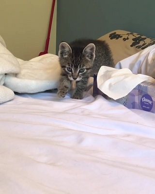 kateskittens