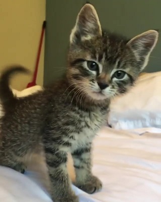 kateskittens