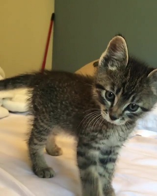 kateskittens