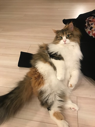 おこめちゃん