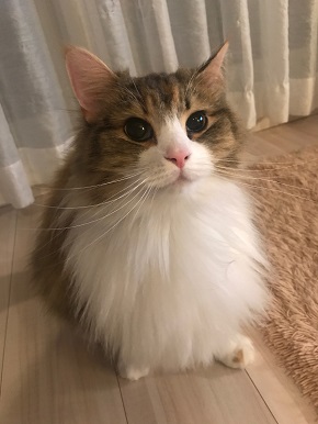 おこめちゃん