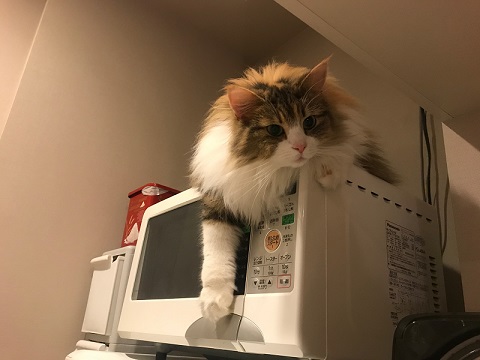 おこめちゃん