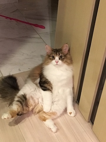 おこめちゃん