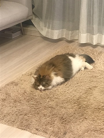 おこめちゃん