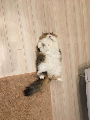 おこめちゃん