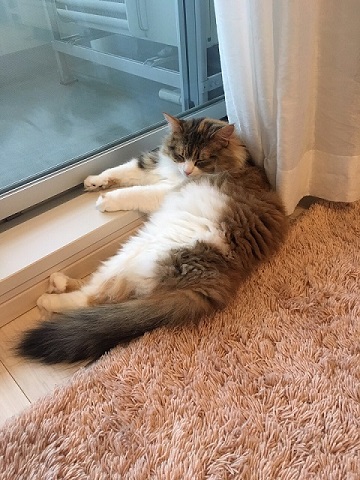 おこめちゃん