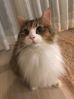 おこめちゃん
