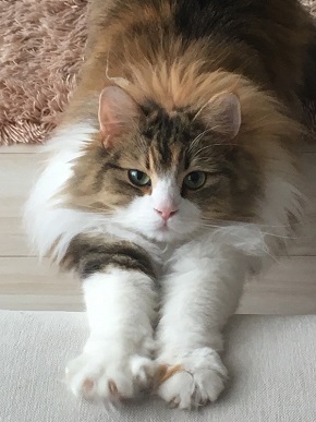 おこめちゃん