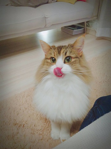 おこめちゃん