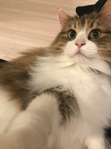おこめちゃん