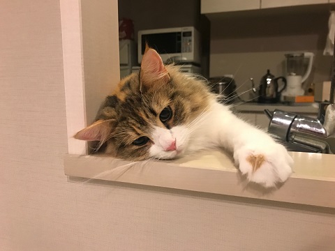 おこめちゃん