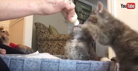 猫
