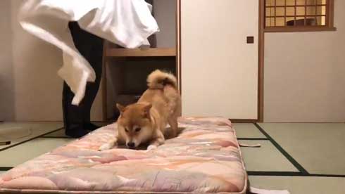 柴犬まる