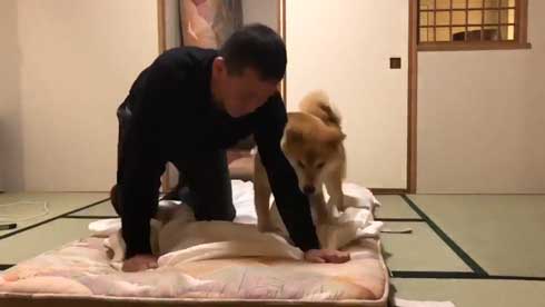柴犬 まる 布団 敷く 邪魔 仲良し