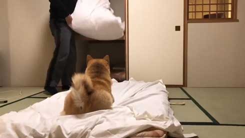柴犬 まる 布団 敷く 邪魔 仲良し