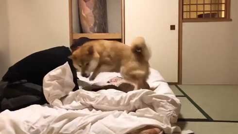 柴犬 まる 布団 敷く 邪魔 仲良し