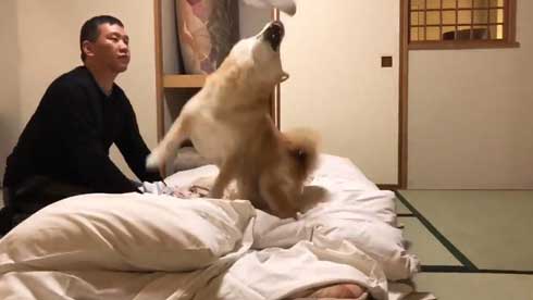 柴犬 まる 布団 敷く 邪魔 仲良し