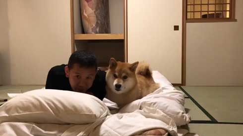 柴犬 まる 布団 敷く 邪魔 仲良し