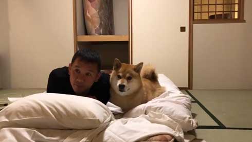 柴犬 まる 布団 敷く 邪魔 仲良し