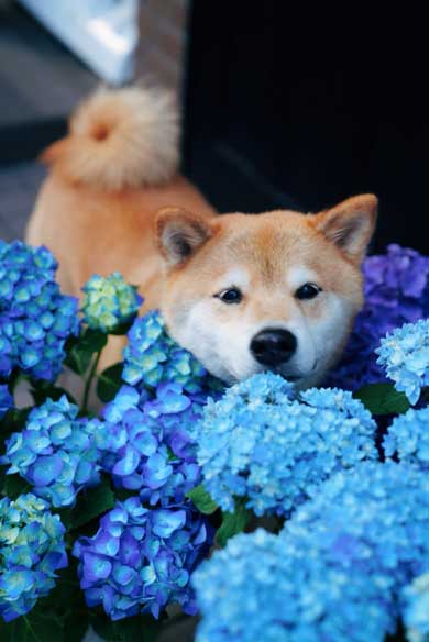 柴犬 まる 布団 敷く 邪魔 仲良し