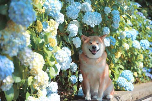 柴犬 まる 布団 敷く 邪魔 仲良し