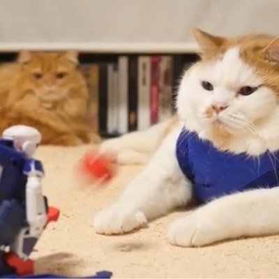 マンチカンズと仲間たち