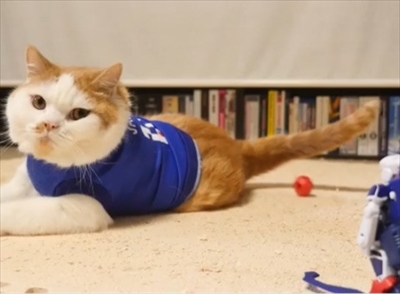 マンチカンズと仲間たち