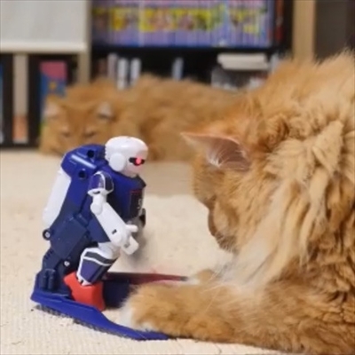 マンチカンズと仲間たち